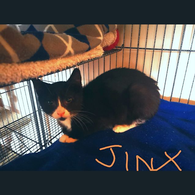 Photo of Jinx