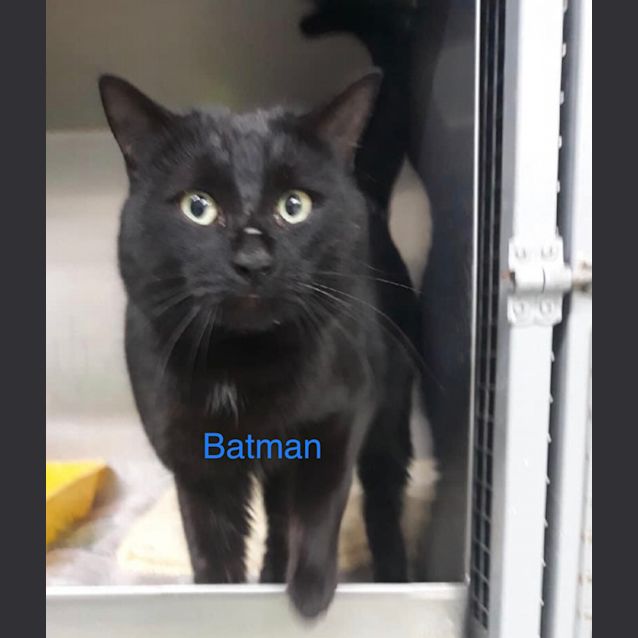 Photo of Batman