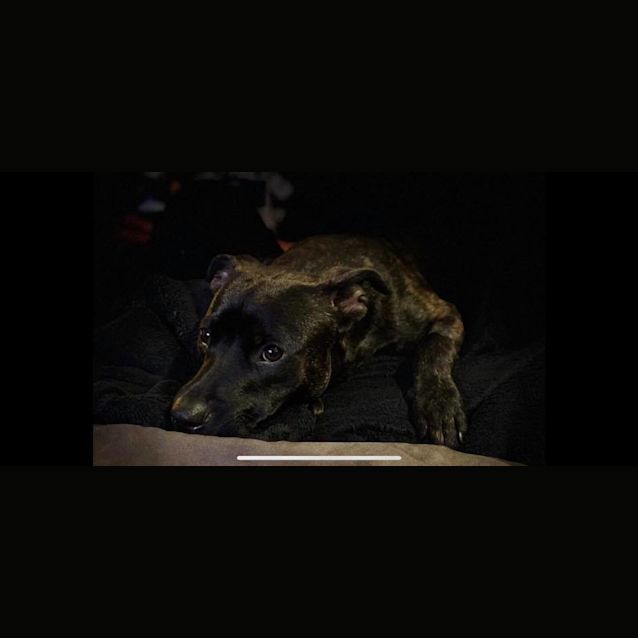 Photo of Chico