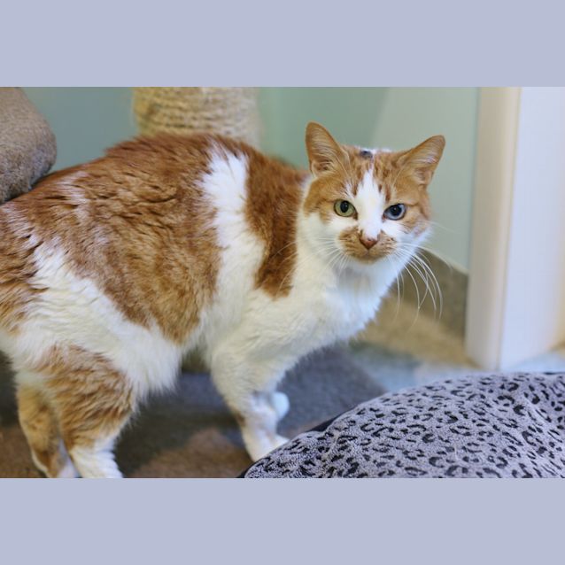 Photo of Peaches 