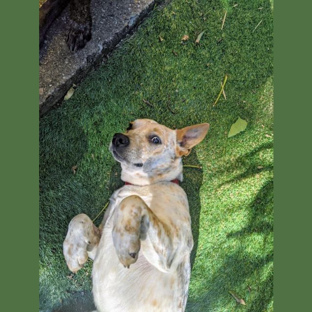Photo of Bandit