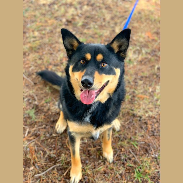 Photo of Boomer