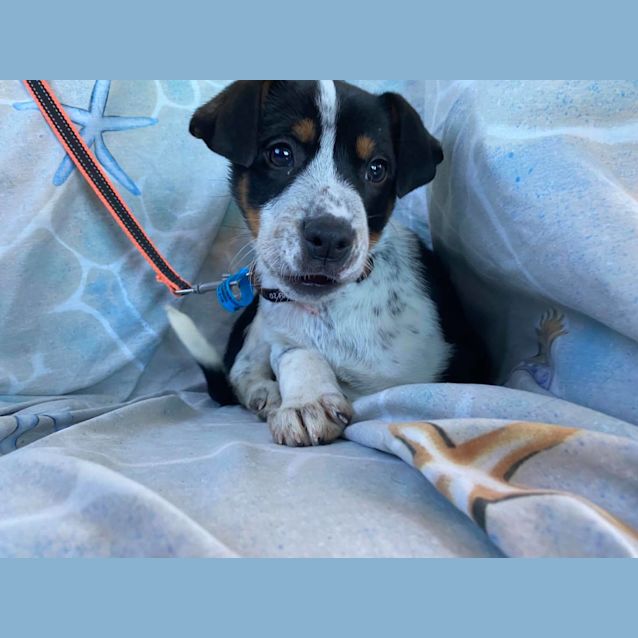 Photo of Spike