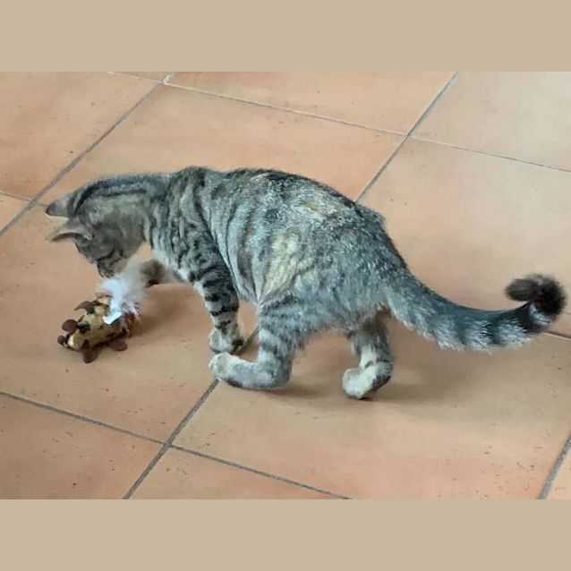 Photo of Pikelet