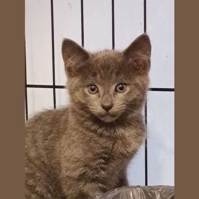 Photo of Nala