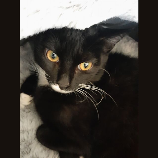 Photo of Felix