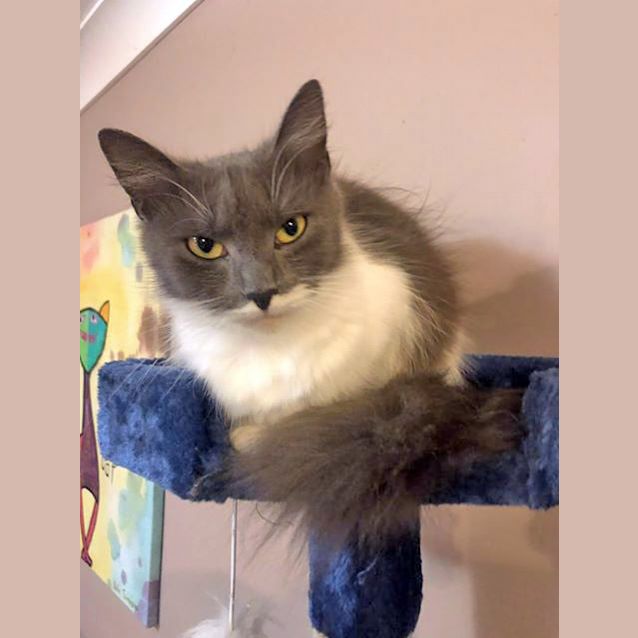 Photo of Furby 