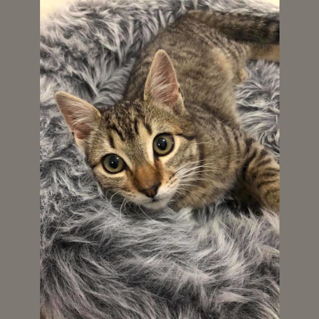 Photo of Ryder 