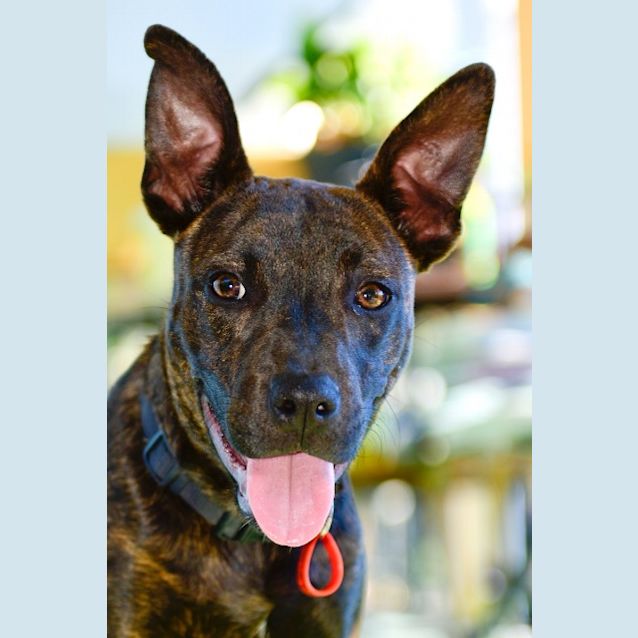 Photo of Koda