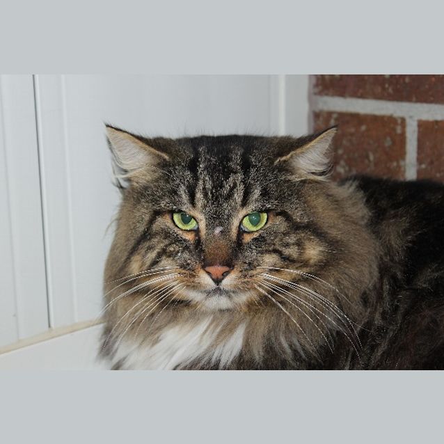 Photo of Simba
