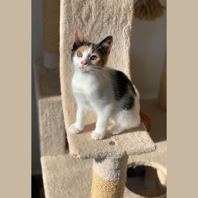 Photo of Lemon(now Chanel)