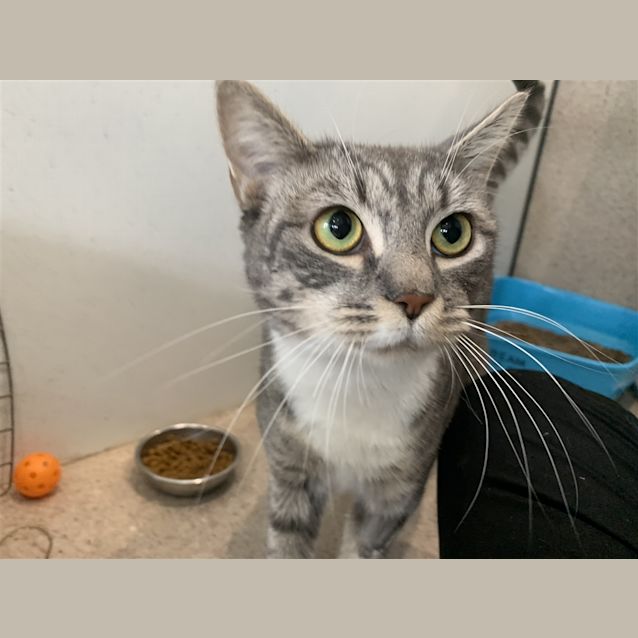 Photo of Smudge