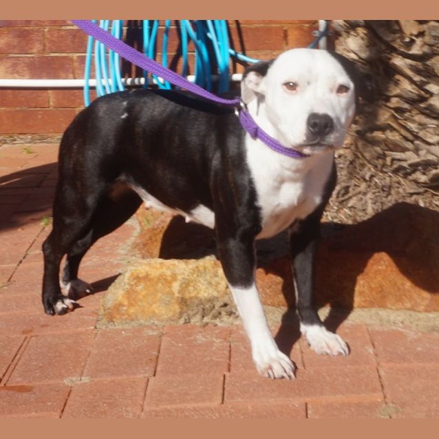 Photo of Bugsy