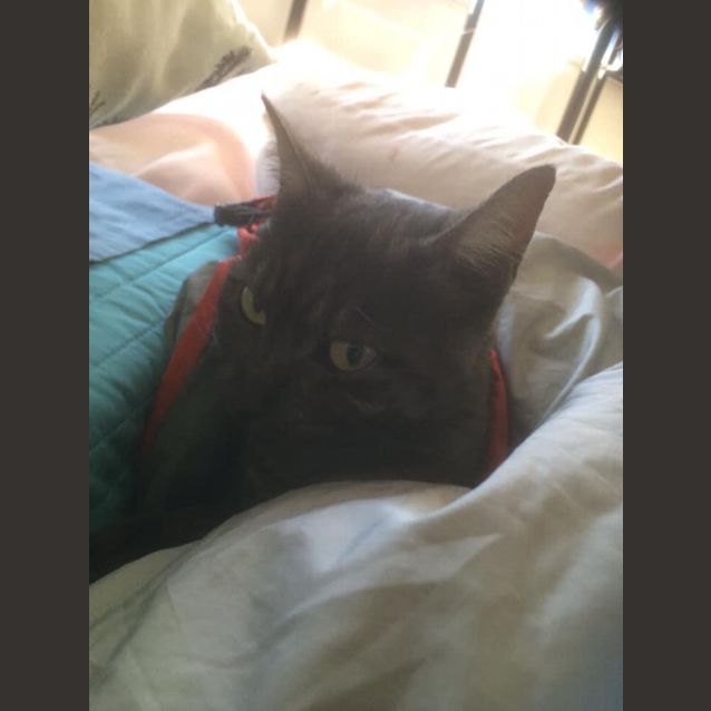 Photo of Taiquito