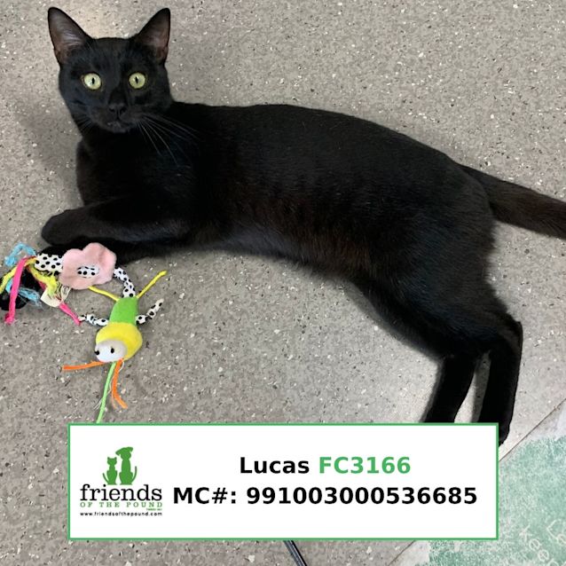Photo of Lucas
