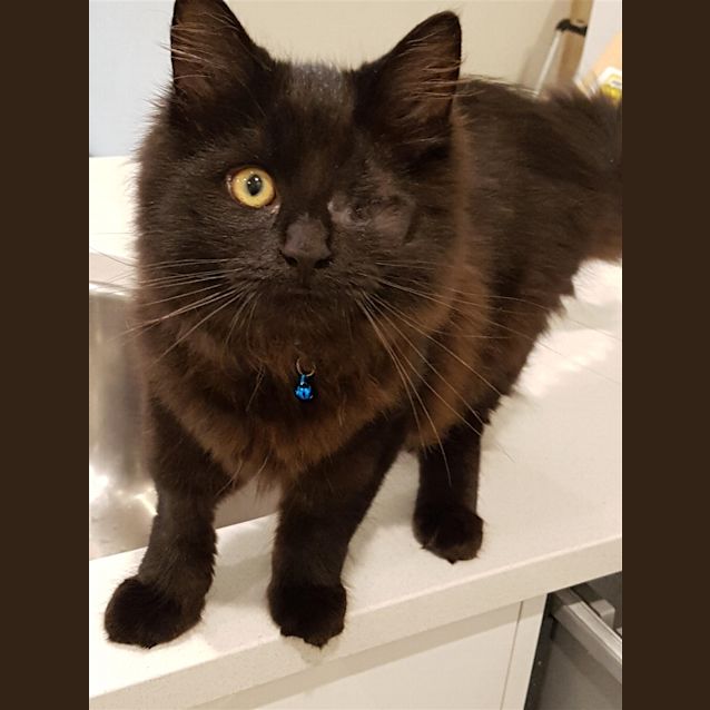 Photo of Nick Fury