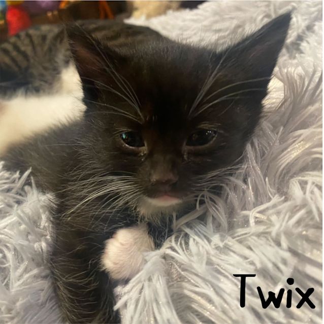 Photo of Twix