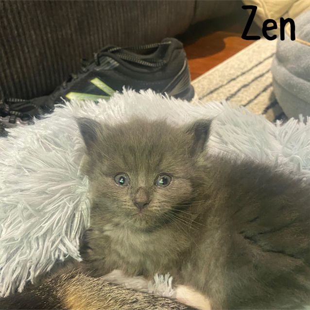 Photo of Zen