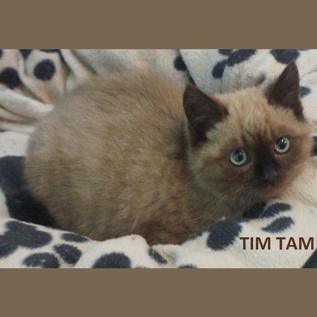Photo of Tim Tam
