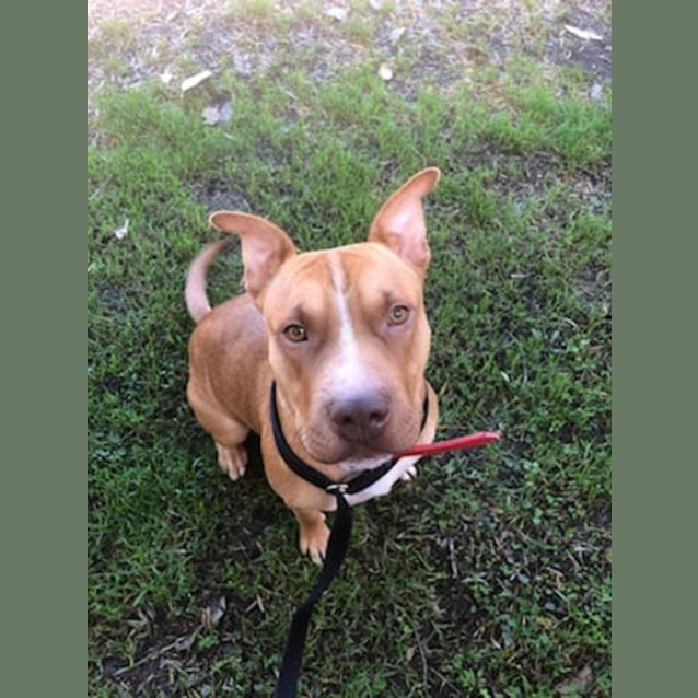 Photo of Ruby