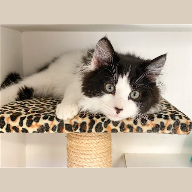 Photo of Marvin
