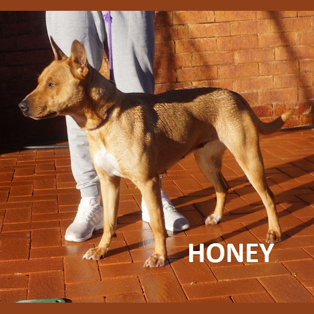 Photo of Honey