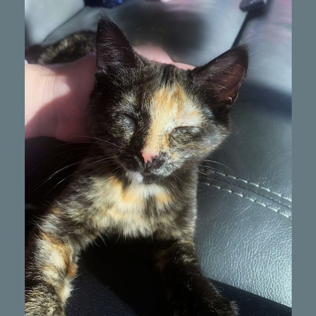 Photo of 💕 Piper & Belle 💕