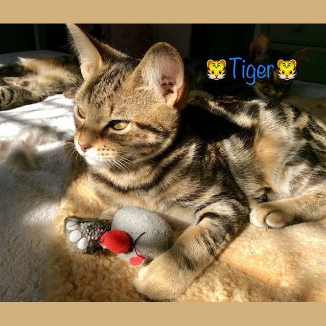 Photo of Tiger