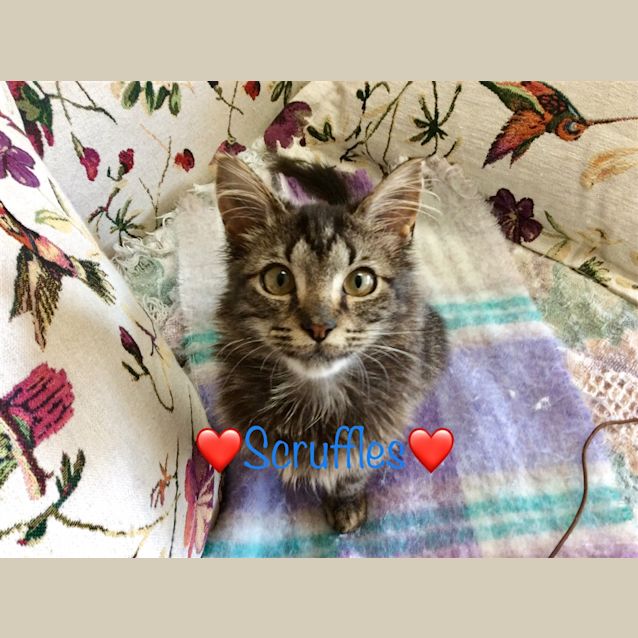 Photo of Scruffles
