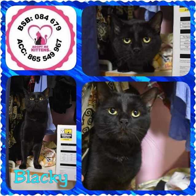 Photo of Blacky