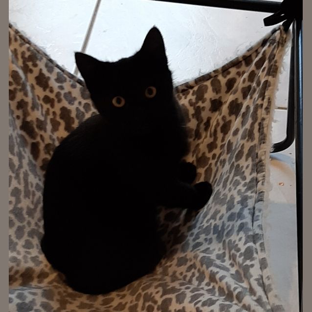 Photo of Slinky Malinky