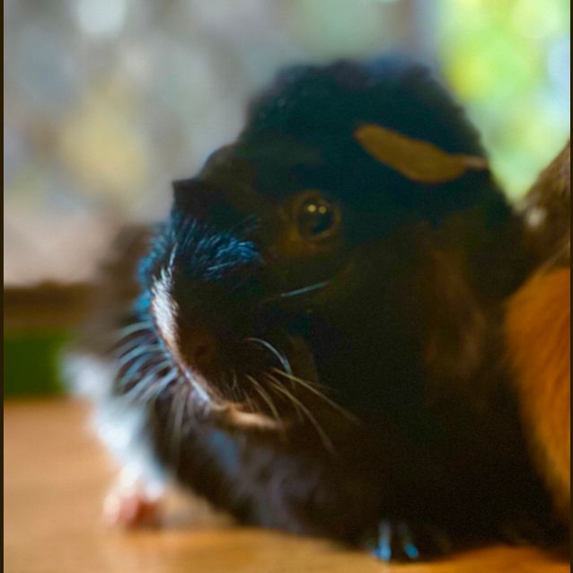 Photo of Spike   Desexed  