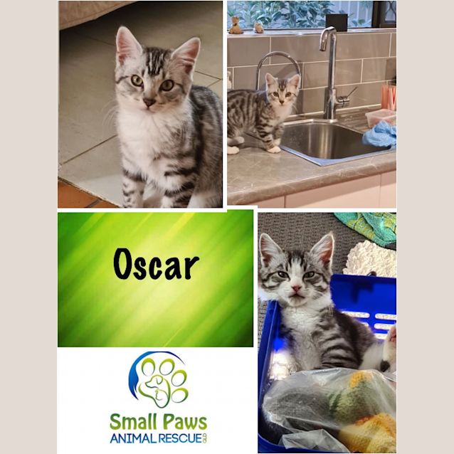 Photo of Oscar