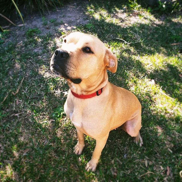 Photo of 1647. Chilli