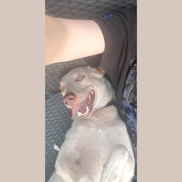 Photo of Bailey
