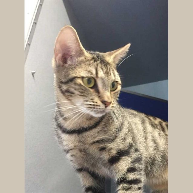 Photo of Tonks