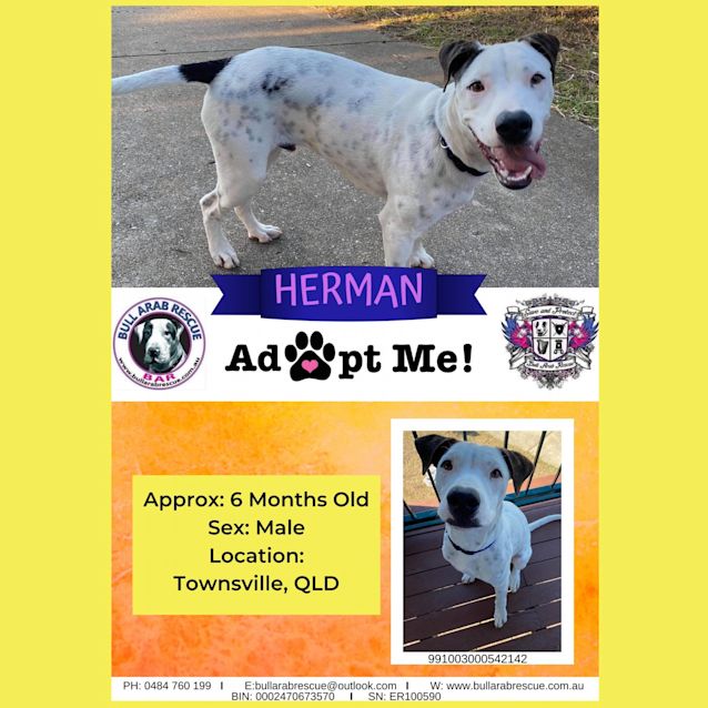 Photo of Herman