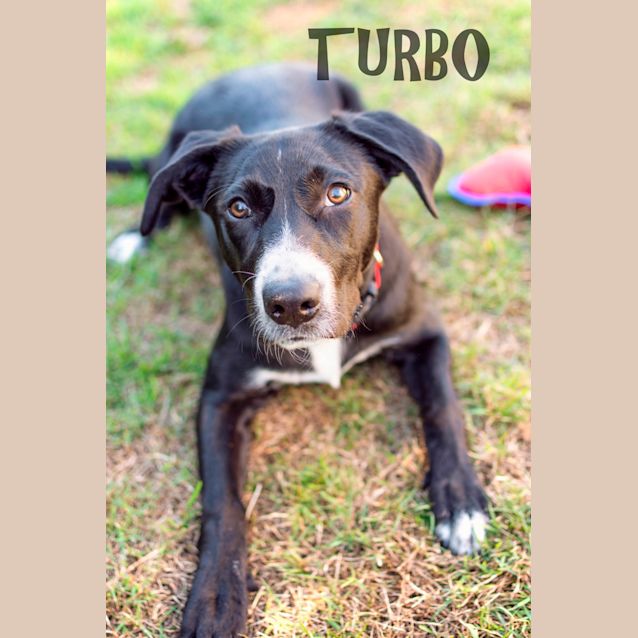 Photo of Turbo