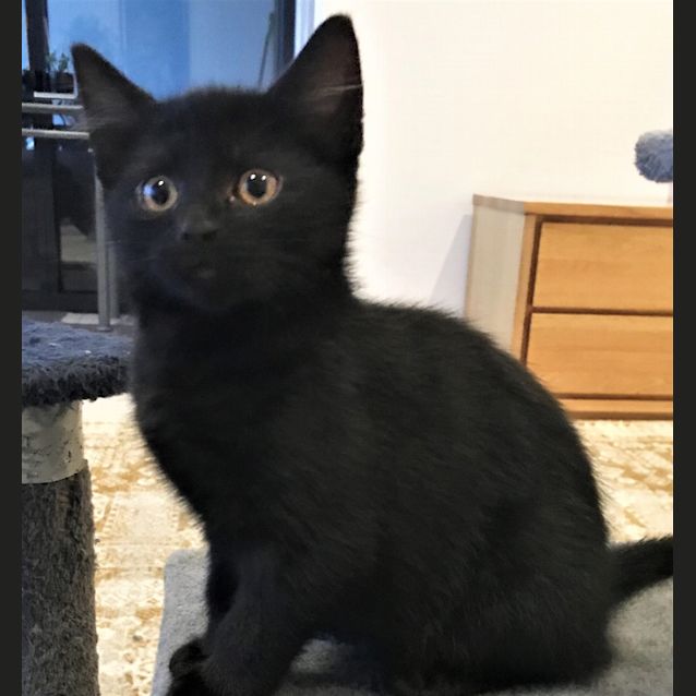 Photo of Basil