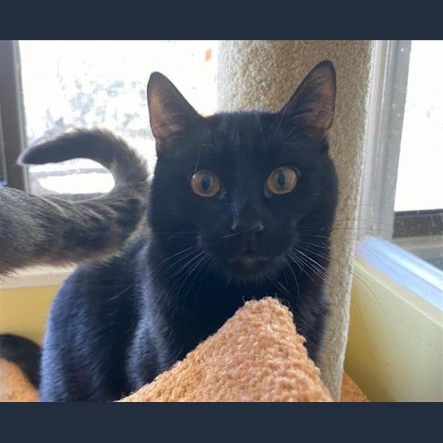 Photo of Mowgli