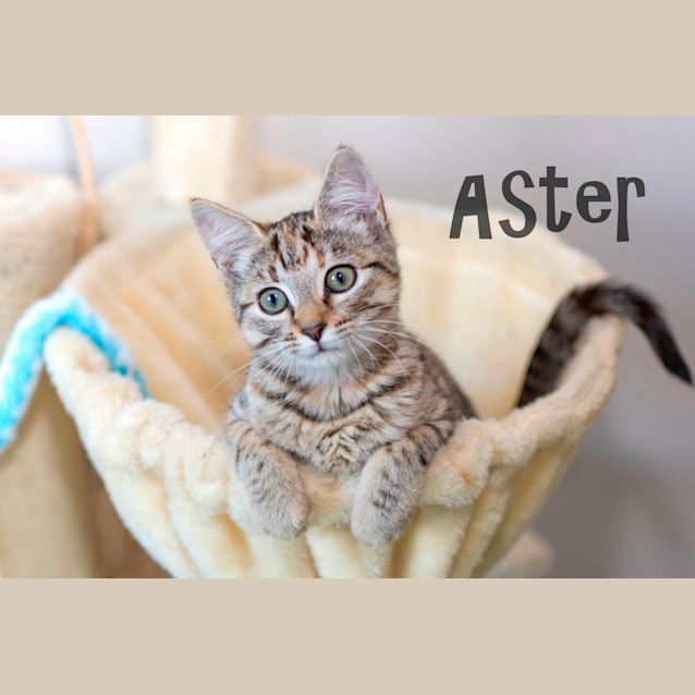 Photo of Aster