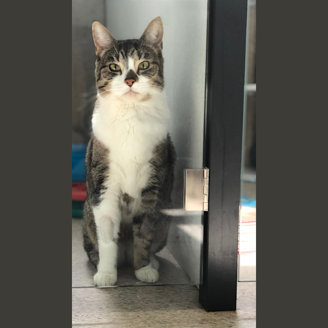 Photo of Tigger