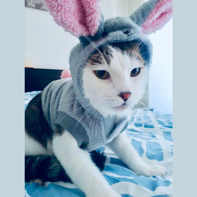 Photo of Patchie