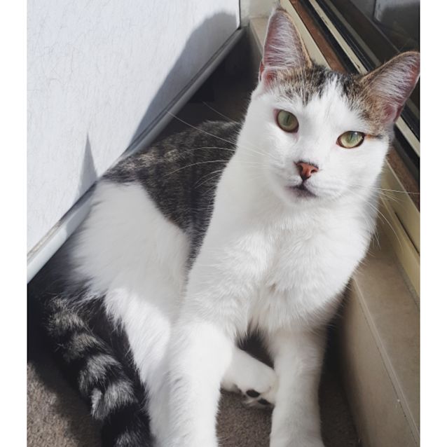 Photo of Patchie
