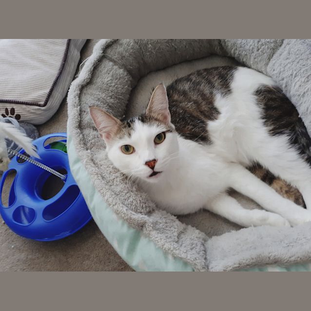 Photo of Patchie