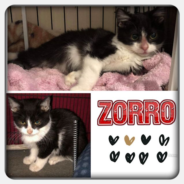 Photo of Zorro