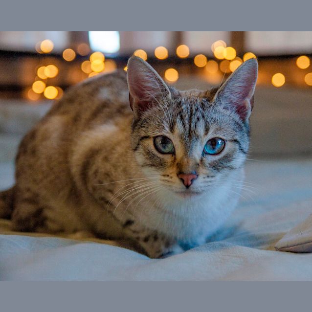 Photo of Khajiit