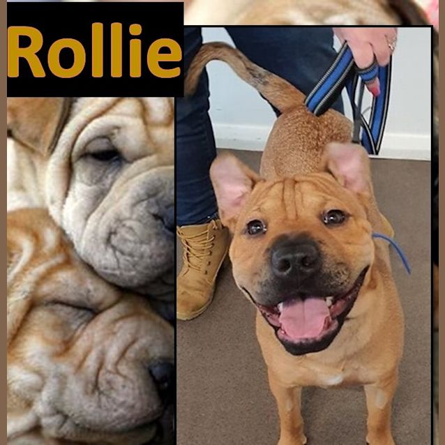 Photo of Rollie