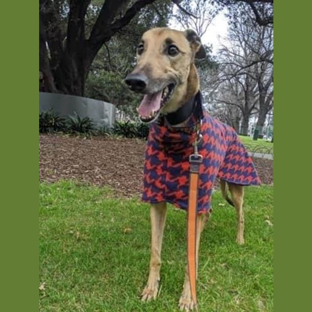 Photo of Rusty   Melbourne