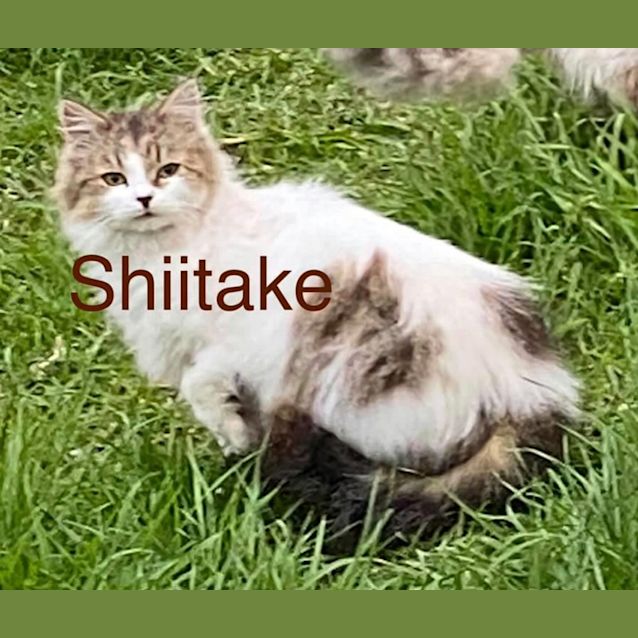 Photo of Shiitake 